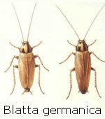 Blattagermanica