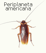 periplaneta