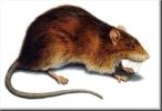 Rattus-norvegicus 